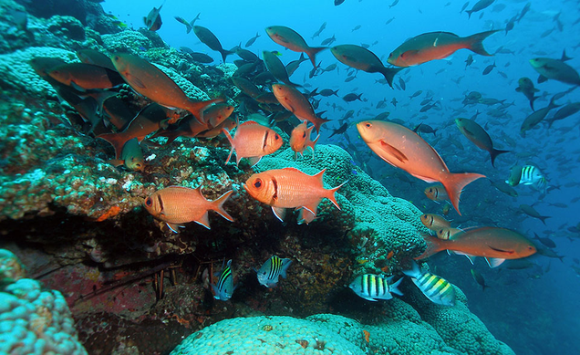 Flower Garden Banks National Marine Sanctuary. Photo: NOAA